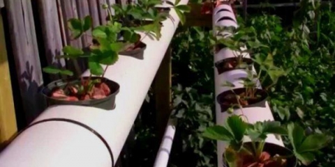 Uzgoj jagoda u pvc cijevima horizontalno